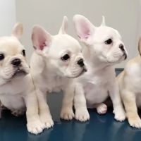 Diaz' Heart Animal Hospital ico