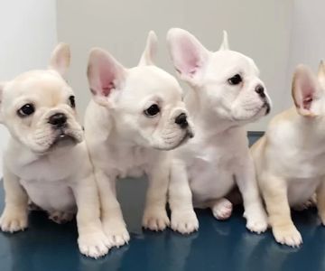 Diaz' Heart Animal Hospital