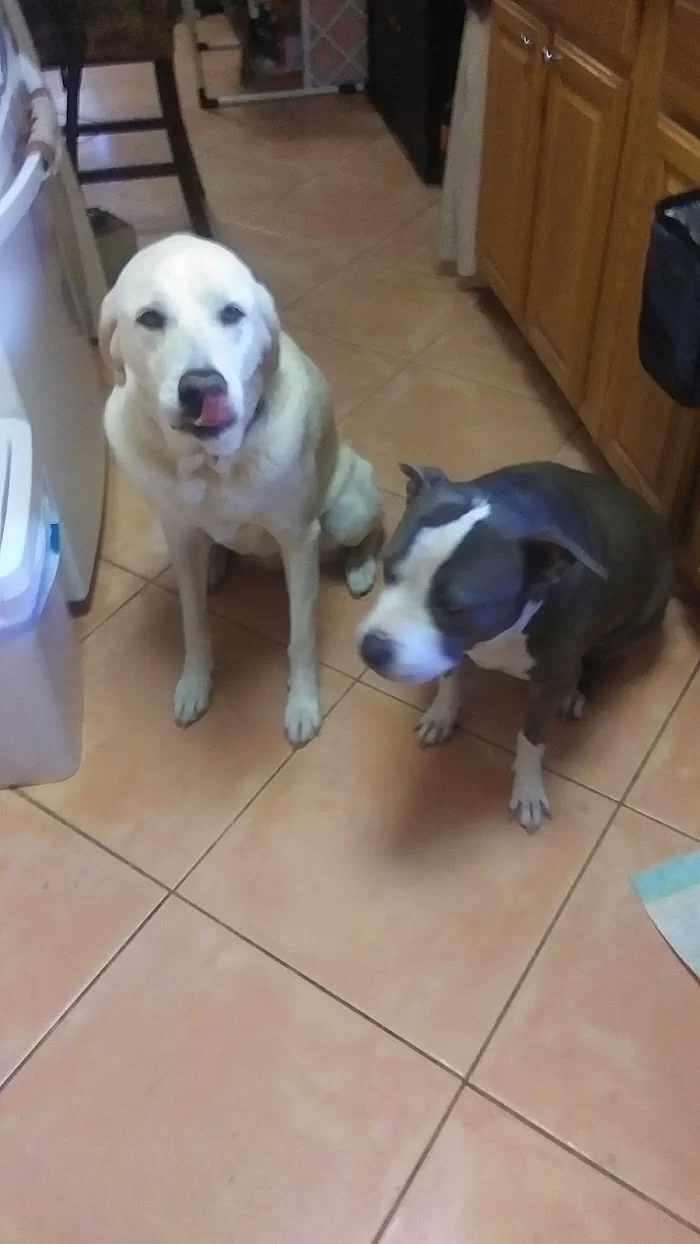 Twins Animal Hospital 12