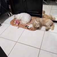 Lopez Animal Clinic ico