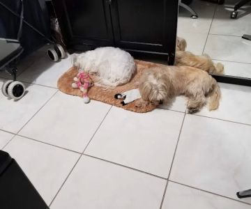Lopez Animal Clinic