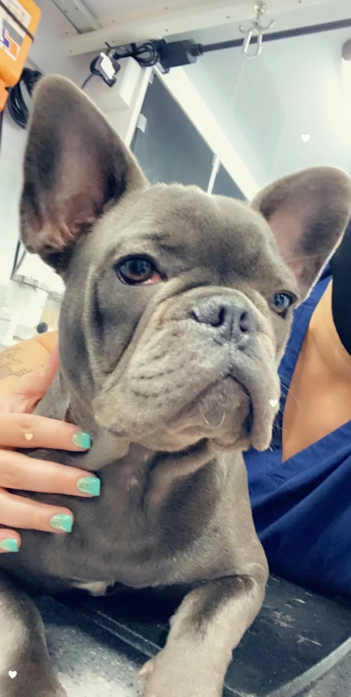 Premium Vet Care - Mobile Animal Hospital 12