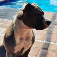 Premium Vet Care - Mobile Animal Hospital ico