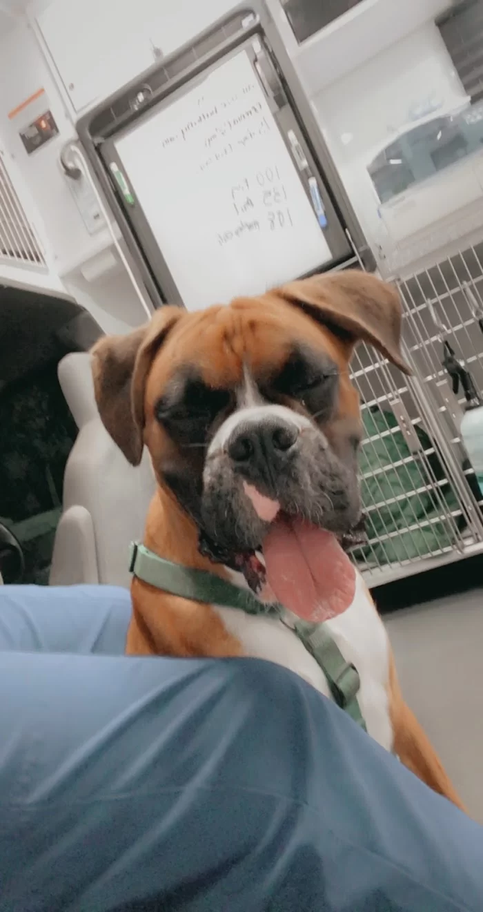 Premium Vet Care - Mobile Animal Hospital 12