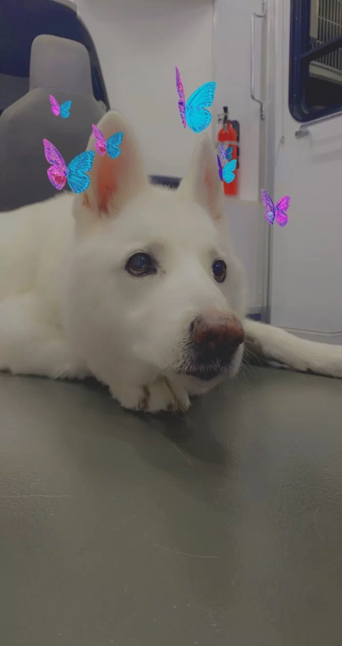 Premium Vet Care - Mobile Animal Hospital 12