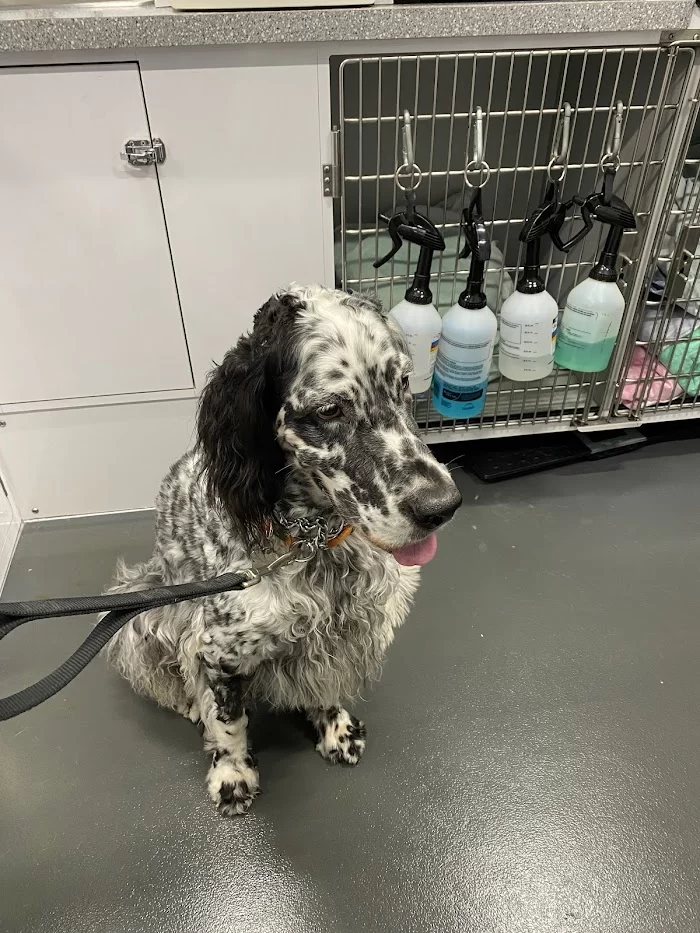 Premium Vet Care - Mobile Animal Hospital 12