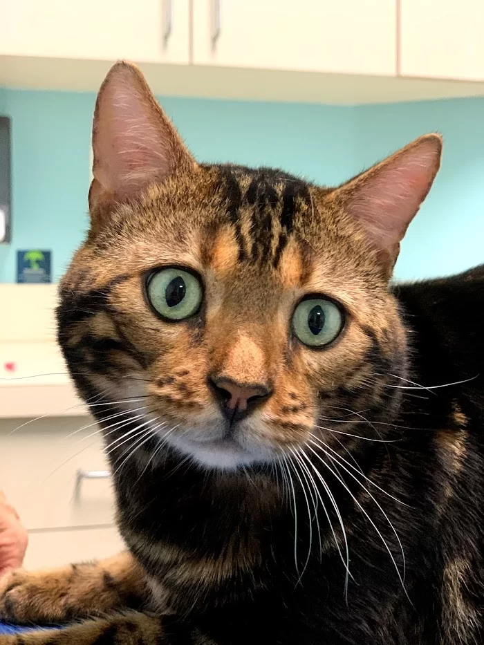 Miami Beach Animal Wellness and Specialty Center 12