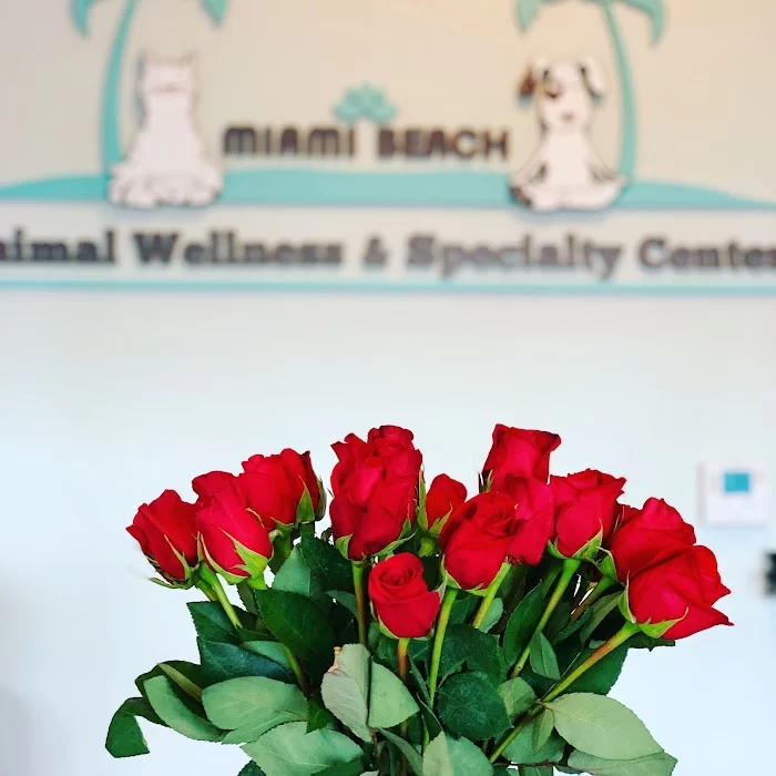 Miami Beach Animal Wellness and Specialty Center 12