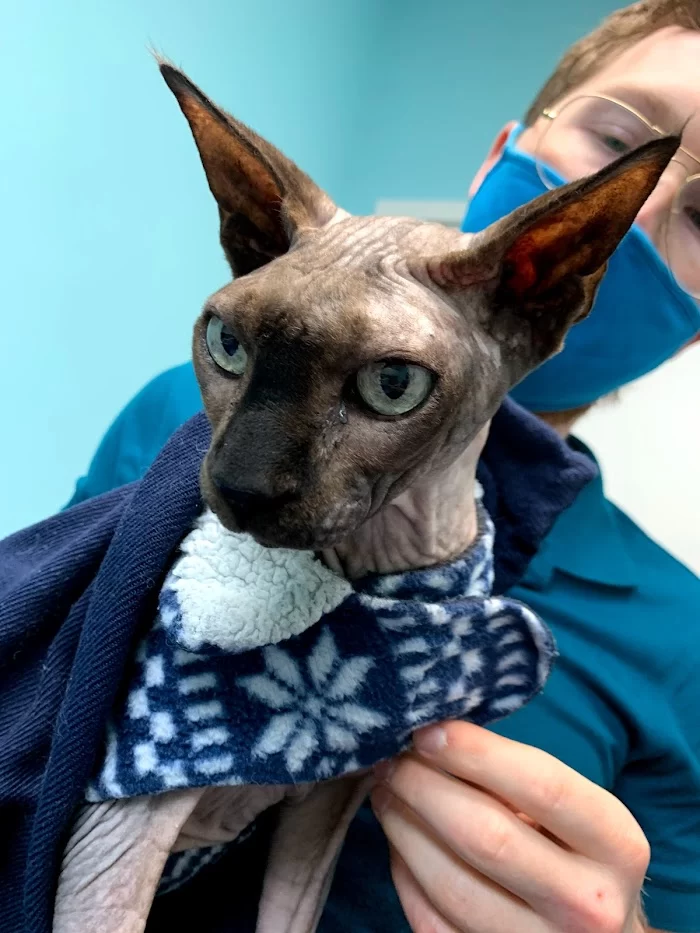 Miami Beach Animal Wellness and Specialty Center 12