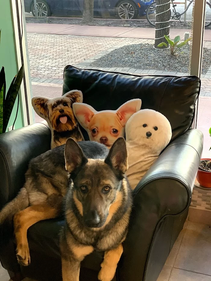 Miami Beach Animal Wellness and Specialty Center 12