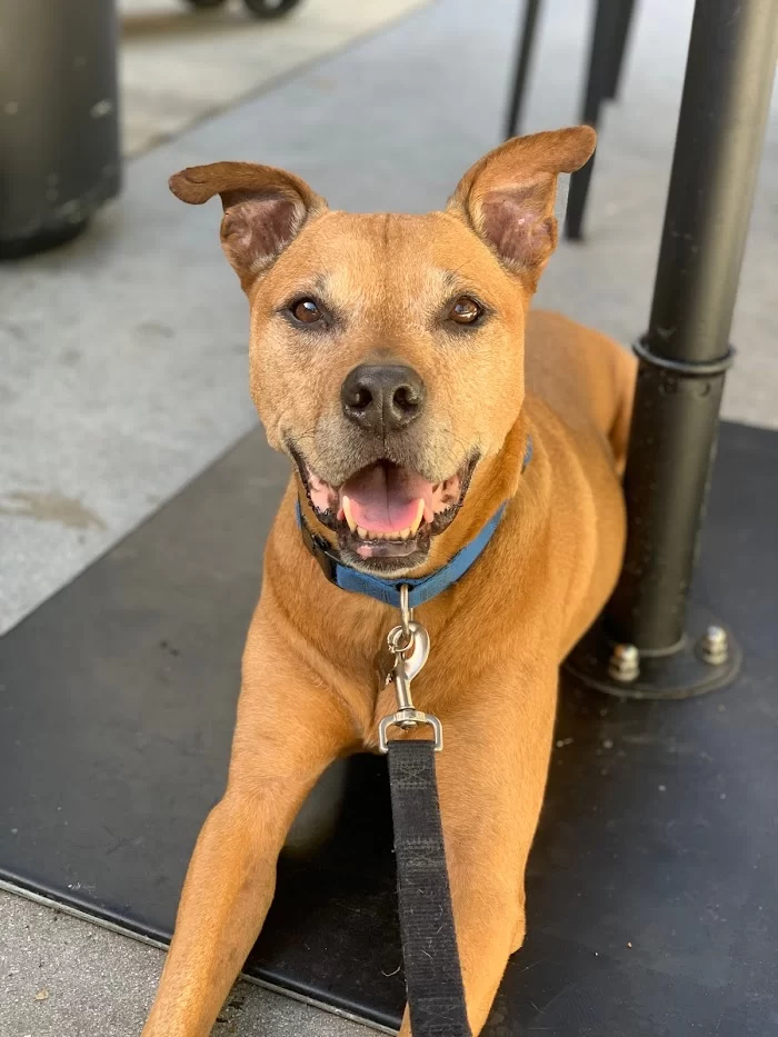 Miami Beach Animal Wellness and Specialty Center 12