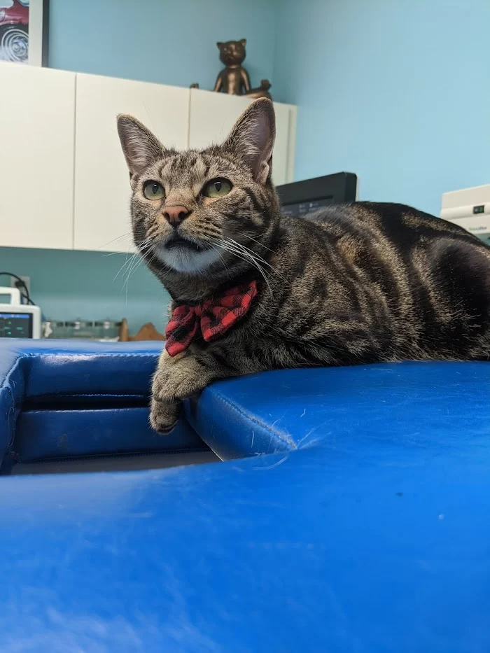 Miami Beach Animal Wellness and Specialty Center 12