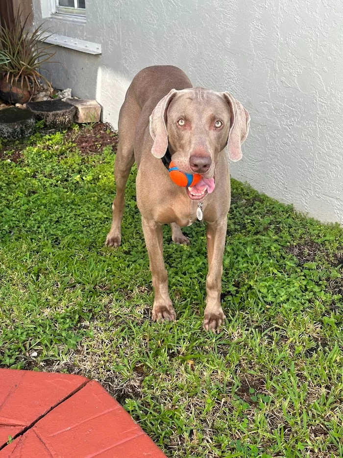 Animal General Hospital Miami 10