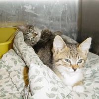 Animal General Hospital Miami ico