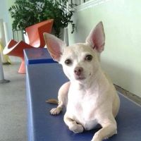 VCA Alton Road Animal Hospital ico