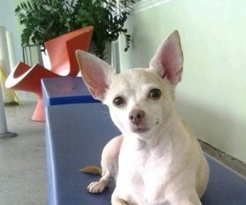 VCA Alton Road Animal Hospital