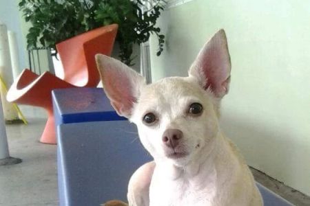VCA Alton Road Animal Hospital