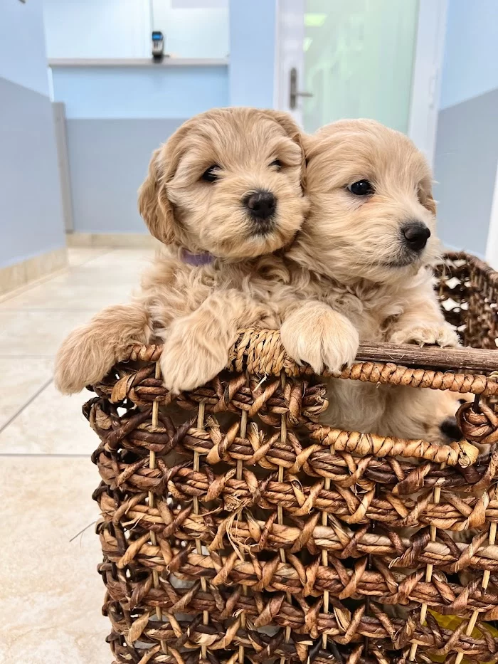 Palmetto Animal Clinic 12