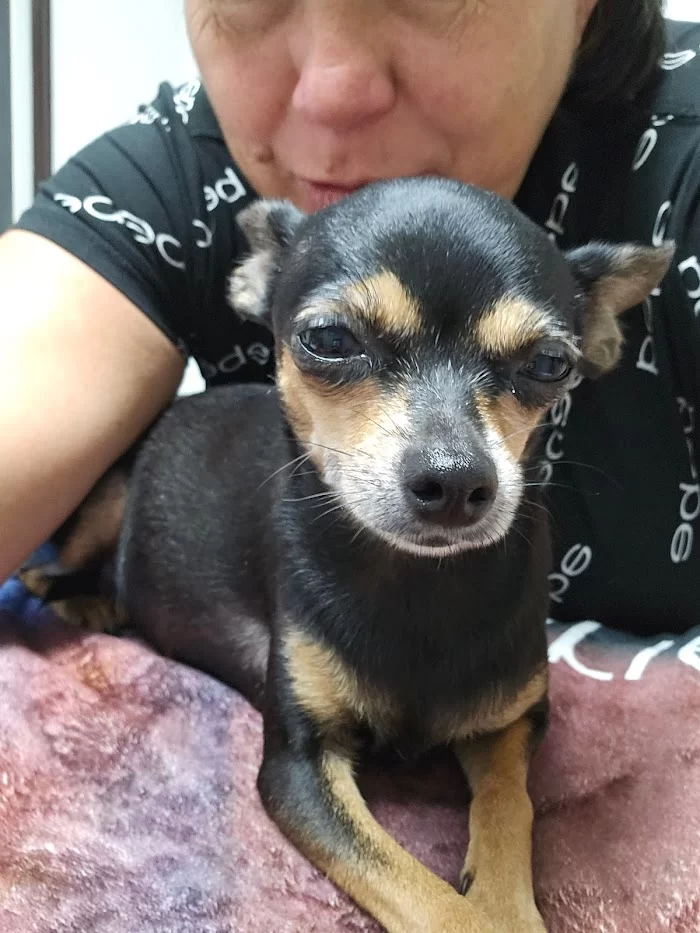 Palmetto Animal Clinic 12