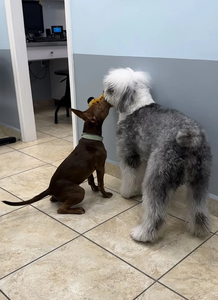 Palmetto Animal Clinic 12