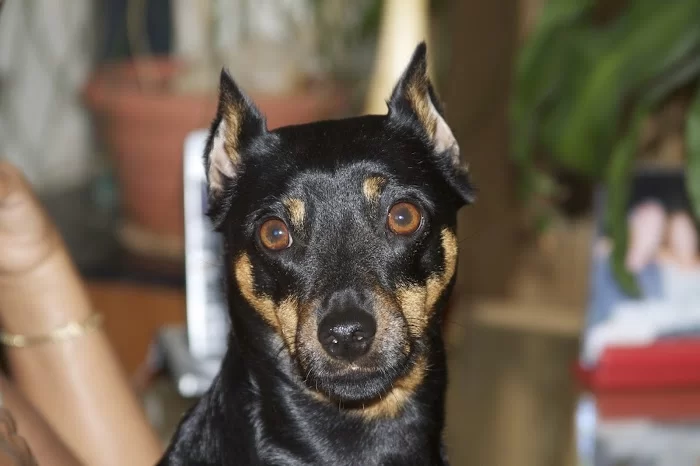 Palmetto Animal Clinic 12