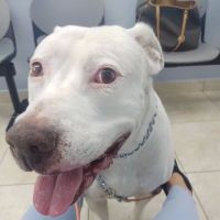 Palmetto Animal Clinic ico