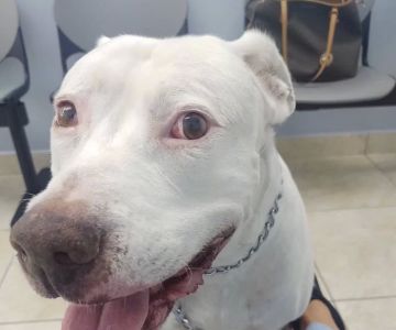 Palmetto Animal Clinic