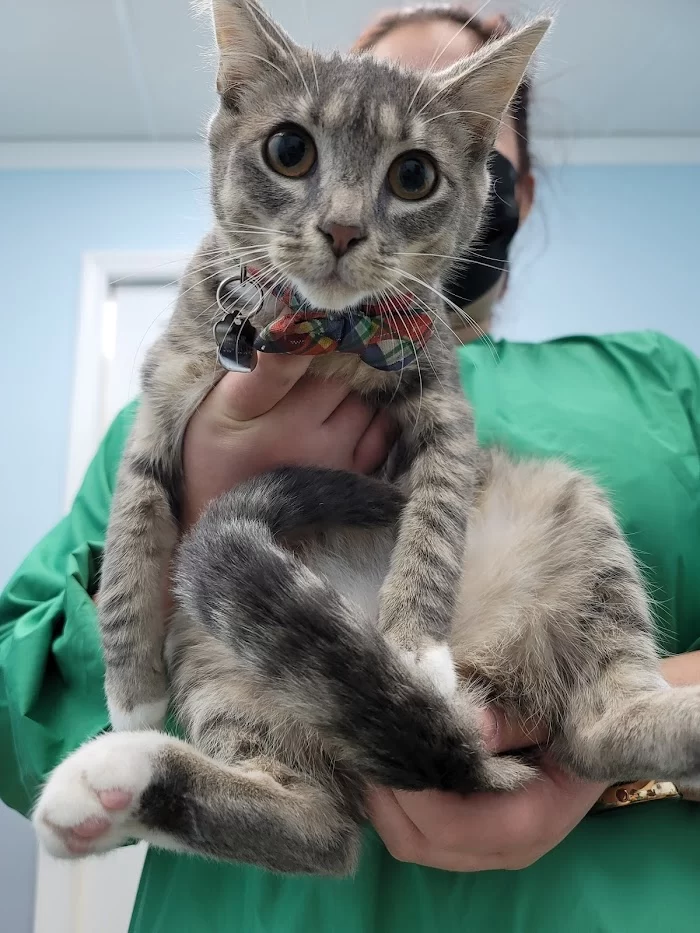 Palmetto Animal Clinic 12