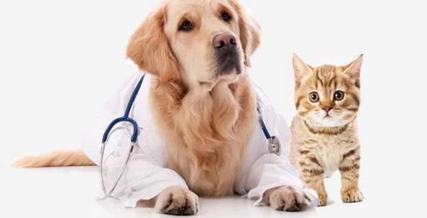 Animal Clinic 8 & 43 1