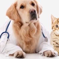 Animal Clinic 8 & 43 ico