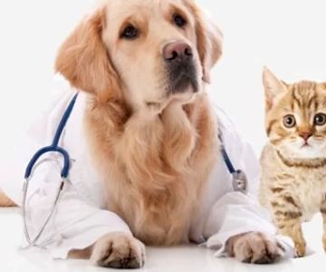 Animal Clinic 8 & 43