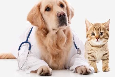 Animal Clinic 8 & 43