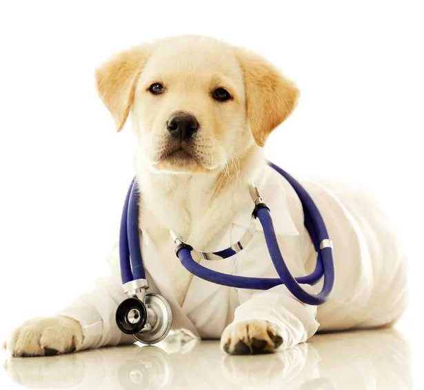 Animal Clinic 8 & 43 4