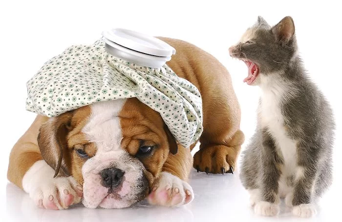 Animal Clinic 8 & 43 7