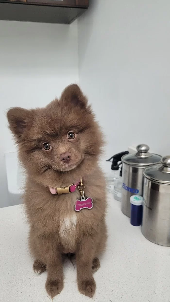 Doral Welfare Animal Hospital 8