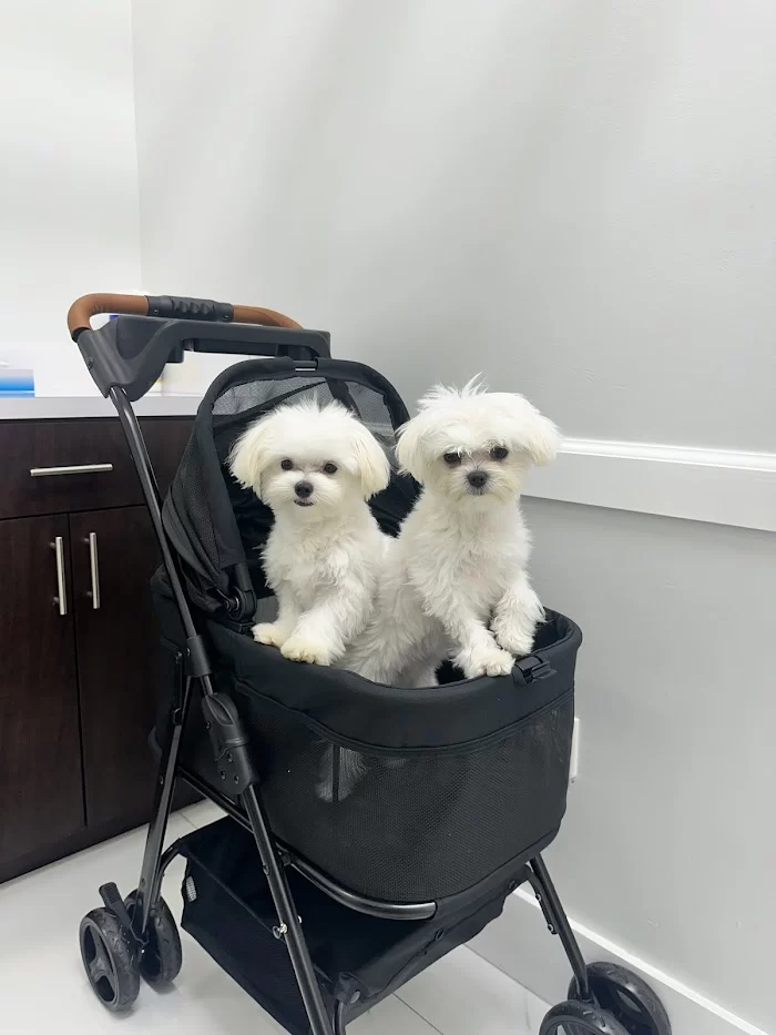 Doral Welfare Animal Hospital 4