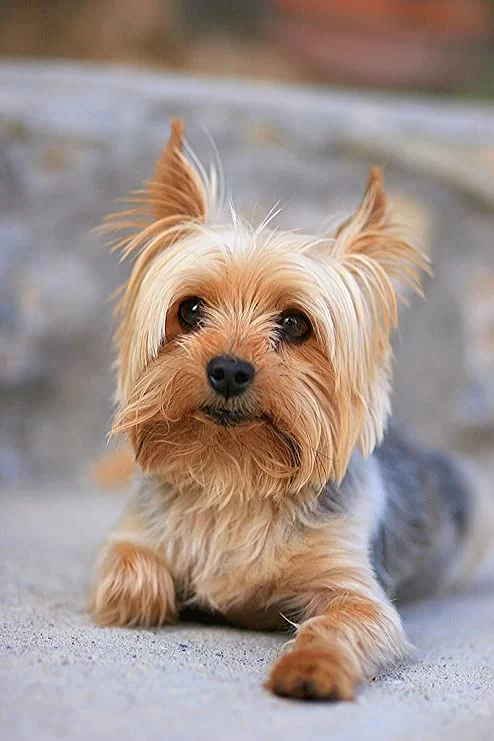 Doral Welfare Animal Hospital 1