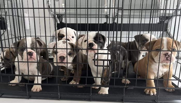 Doral Welfare Animal Hospital 3