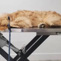 Doral Welfare Animal Hospital ico