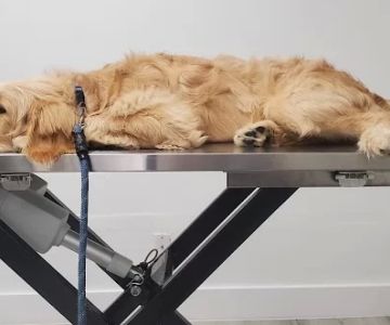 Doral Welfare Animal Hospital