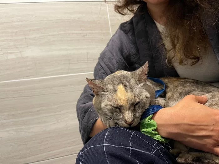 Gables Animal Clinic 12