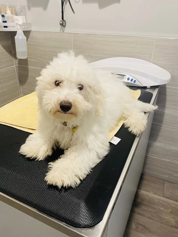 Gables Animal Clinic 12