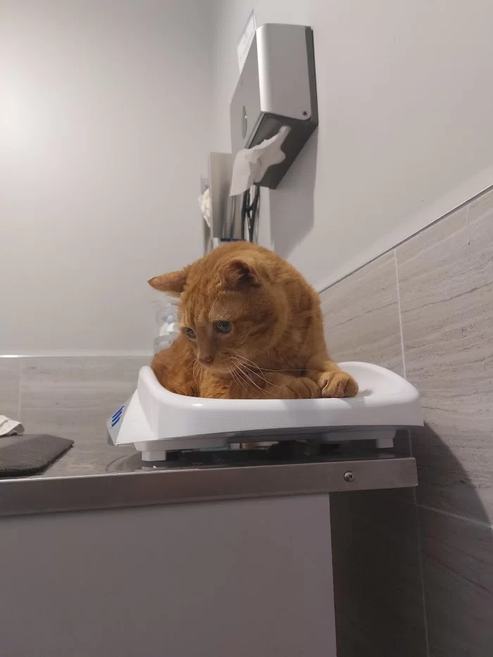 Gables Animal Clinic 12
