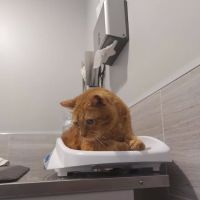 Gables Animal Clinic ico