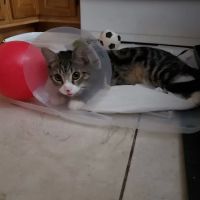 Animal Sterilization and Immunization Services ico