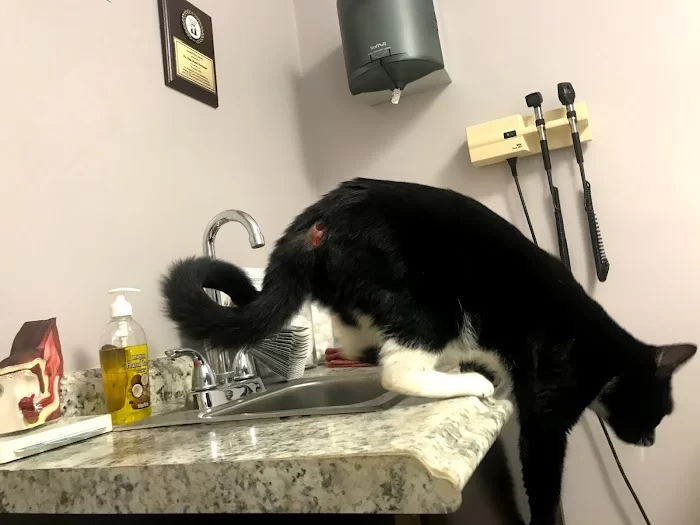 Animal Sterilization and Immunization Services 12