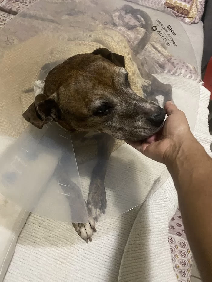 Animal Sterilization and Immunization Services 12