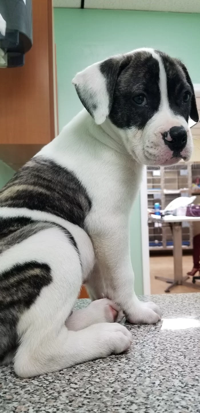 Parajon Animal Clinic 12