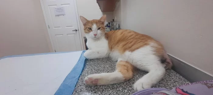 Parajon Animal Clinic 12