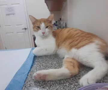 Parajon Animal Clinic